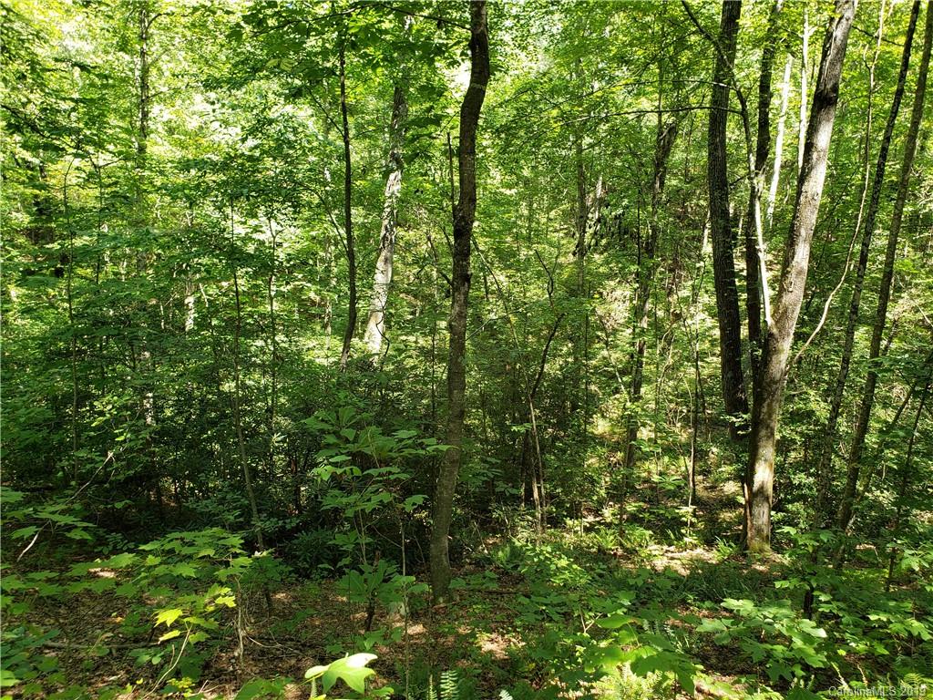 677 Davis Town Road Old Fort, NC 28762 - Photo 4 of 8 a view of a lush green forest