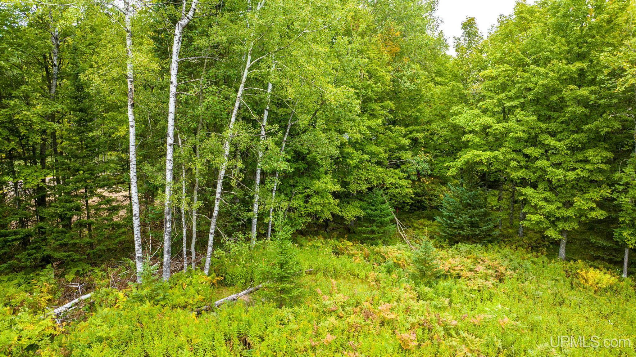 Tbd Hagerman Lake Road Iron River, MI 49935 - Photo 8 of 15