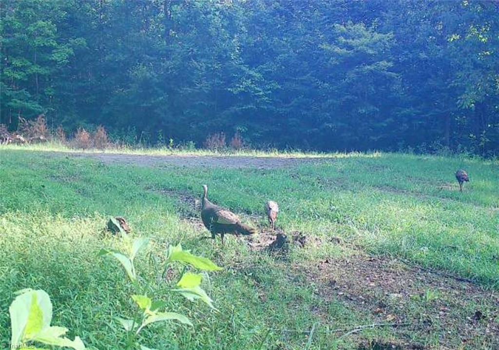 1451 John Ed Mabe Road Danbury, NC 27016 - Photo 36 of 39