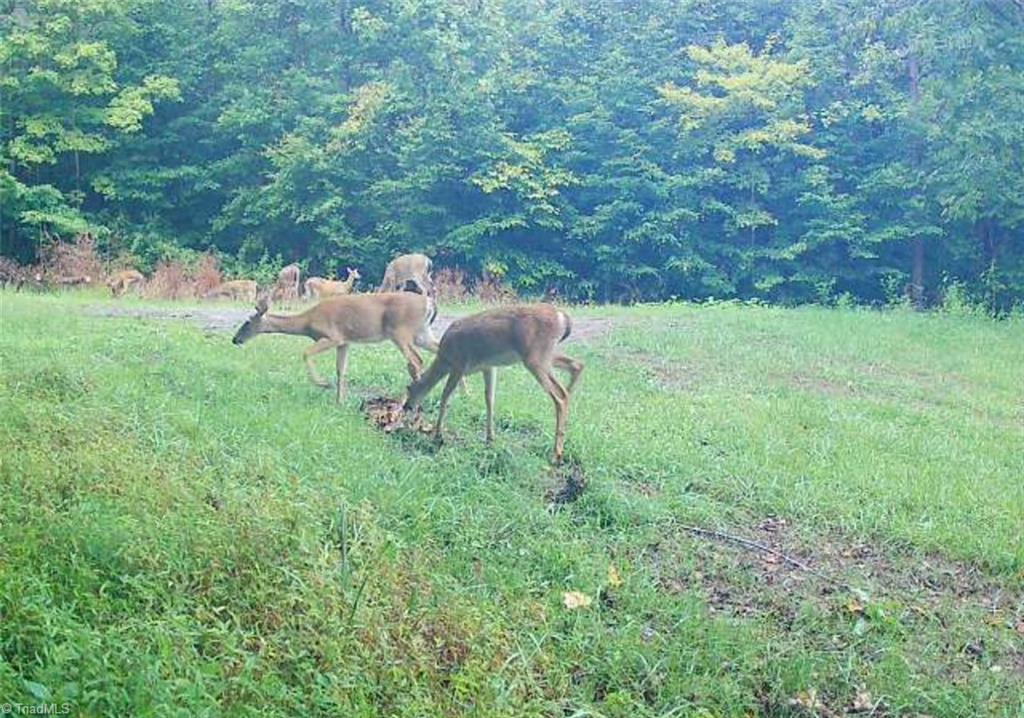 1451 John Ed Mabe Road Danbury, NC 27016 - Photo 37 of 39