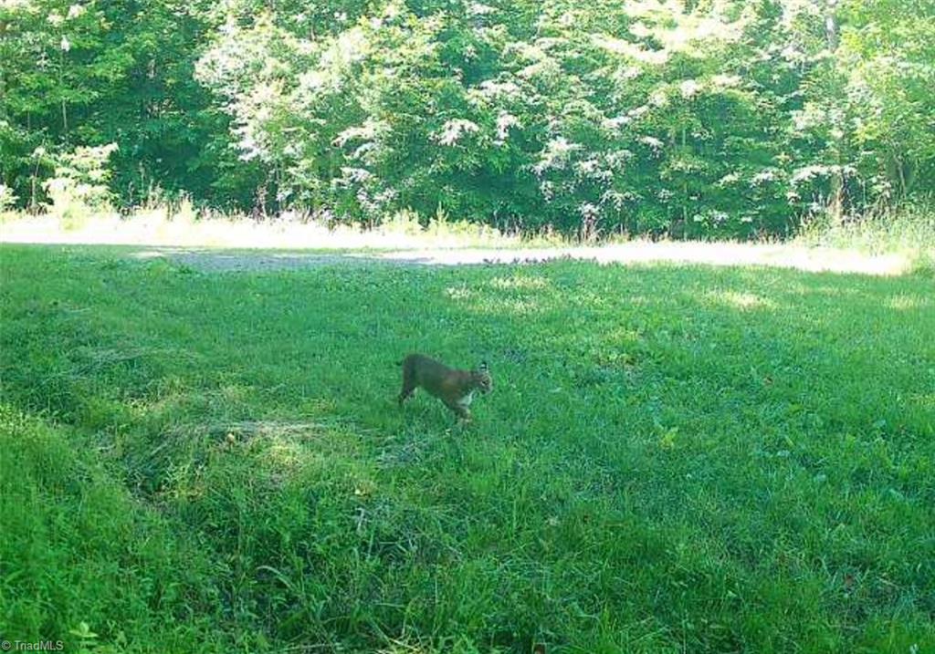 1451 John Ed Mabe Road Danbury, NC 27016 - Photo 39 of 39