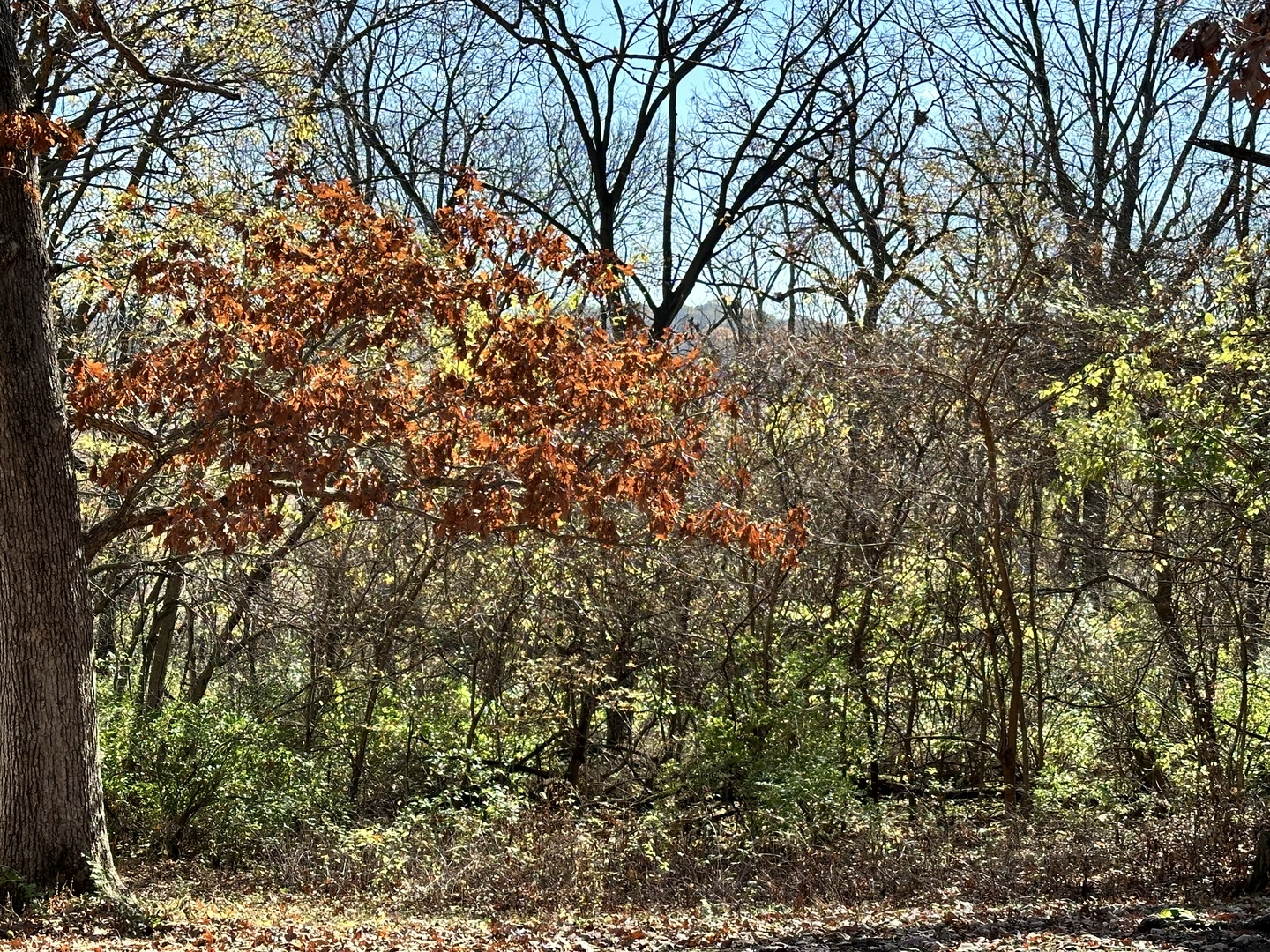 2191 Harvey Road Albany, IL 61230 - Photo 42 of 52 a view of tree
