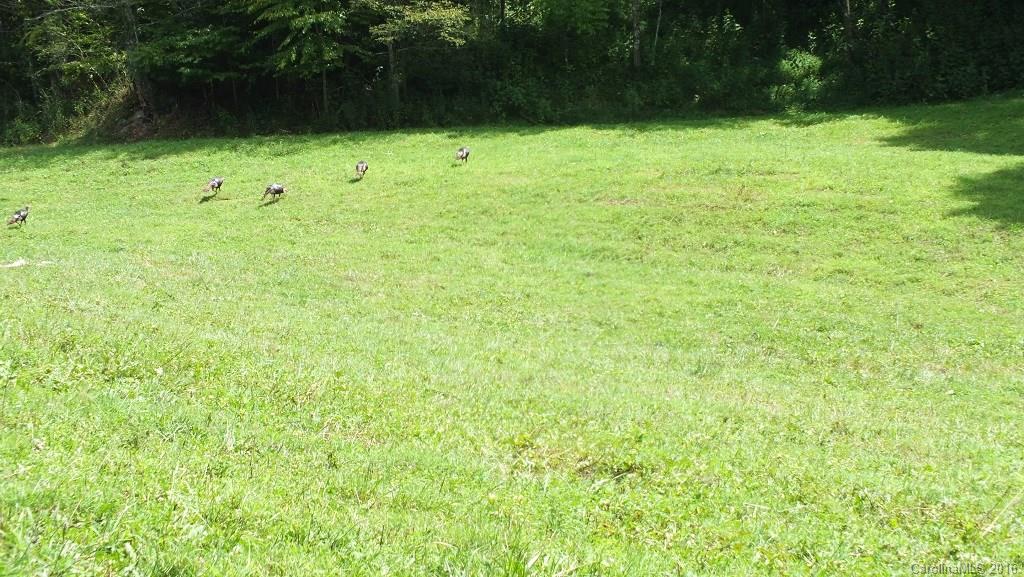 35.6-acres Cutshall Town Road Marshall, NC 28753 - Photo 6 of 24 Gallery Image 6