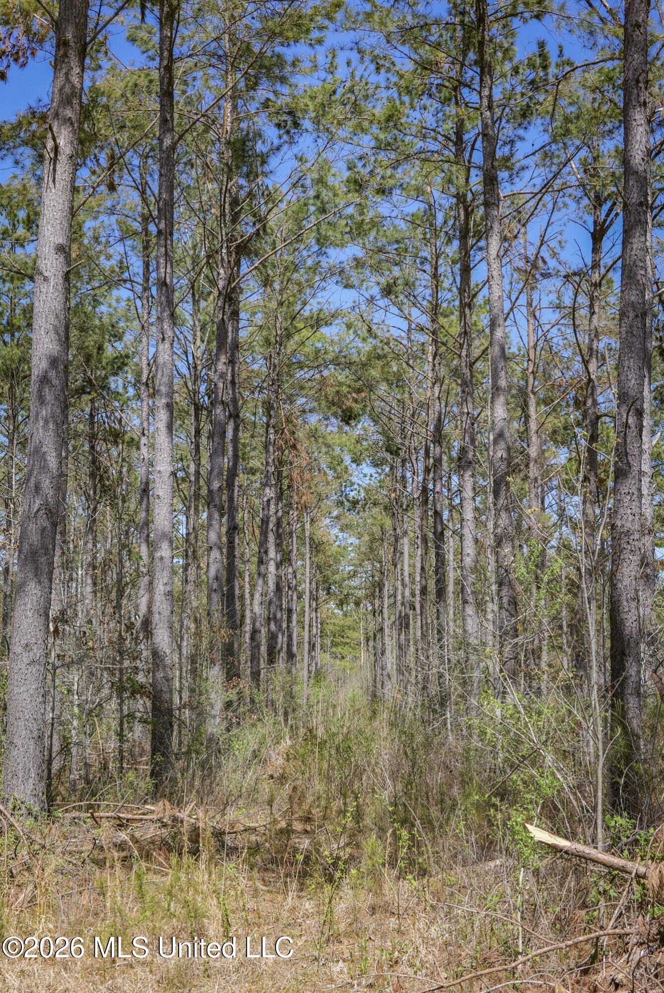 Wise Bend Road Thaxton, MS 38871 - Photo 12 of 22 5