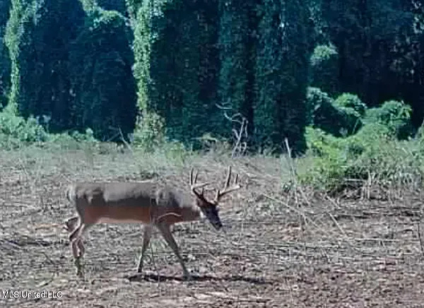 $675,000 | 8145 Gordon Station Road, Port Gibson, MS 39150