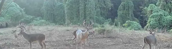 $675,000 | 8145 Gordon Station Road, Port Gibson, MS 39150