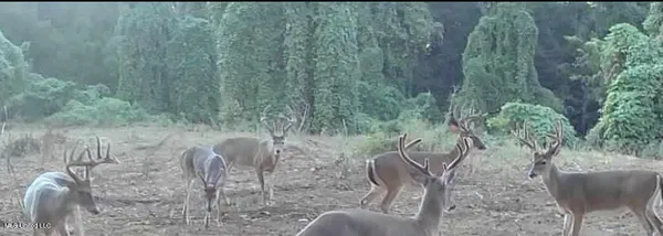 $675,000 | 8145 Gordon Station Road, Port Gibson, MS 39150