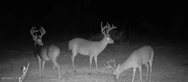 $690,000 | 8145 Gordon Station Road, Port Gibson, MS 39150