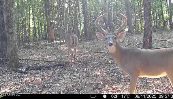 $675,000 | 8145 Gordon Station Road, Port Gibson, MS 39150