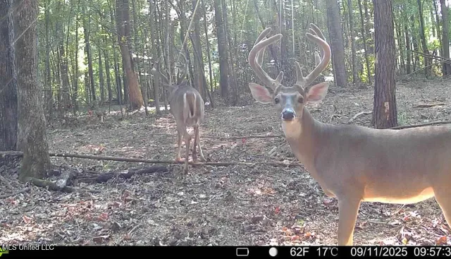 $690,000 | 8145 Gordon Station Road, Port Gibson, MS 39150