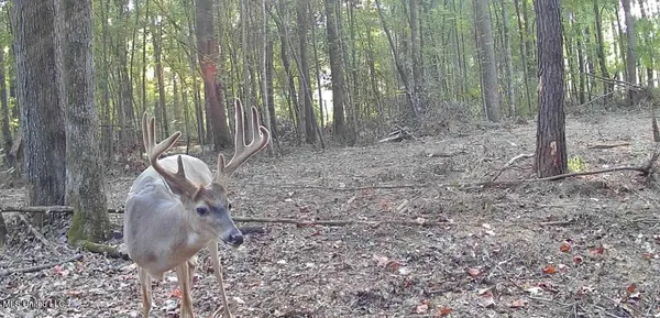 $675,000 | 8145 Gordon Station Road, Port Gibson, MS 39150