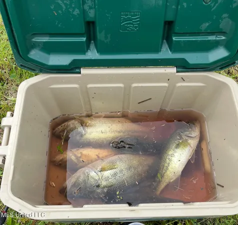 $675,000 | 8145 Gordon Station Road, Port Gibson, MS 39150