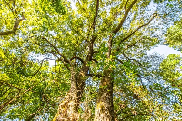 a view of a tree