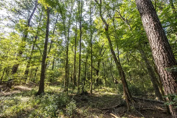 a view of forest