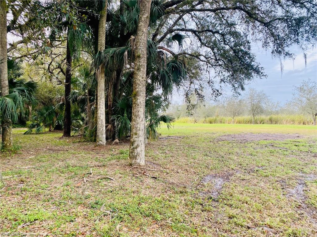 3771 Cr-78 LaBelle, FL 33935 - Photo 7 of 22 a view of a yard with an tree
