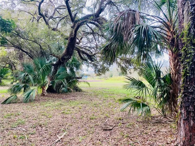 a view of a tree in a yard