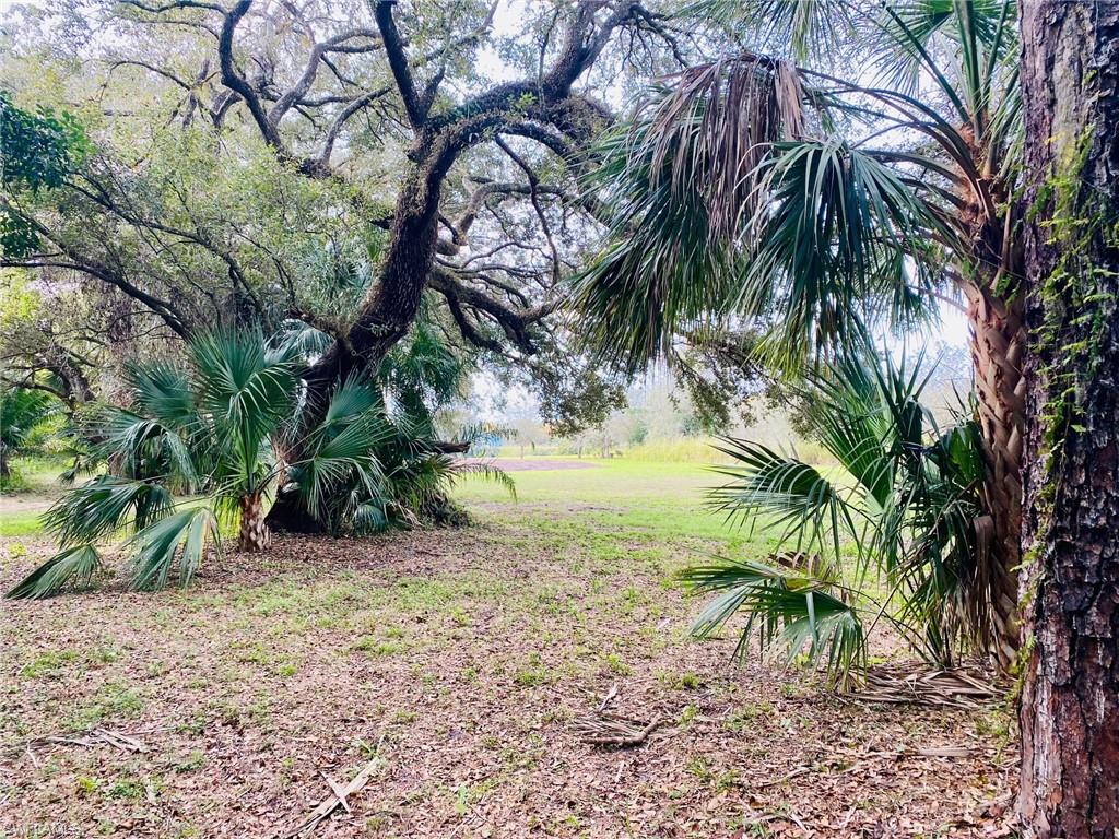 3771 Cr-78 LaBelle, FL 33935 - Photo 8 of 22 a view of a tree in a yard