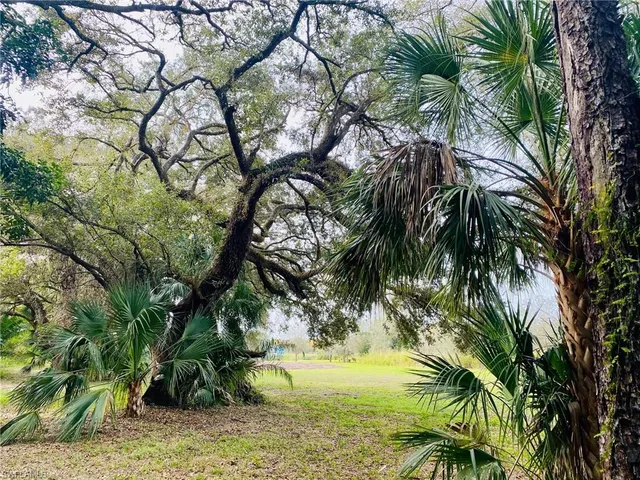 a view of a yard with a tree