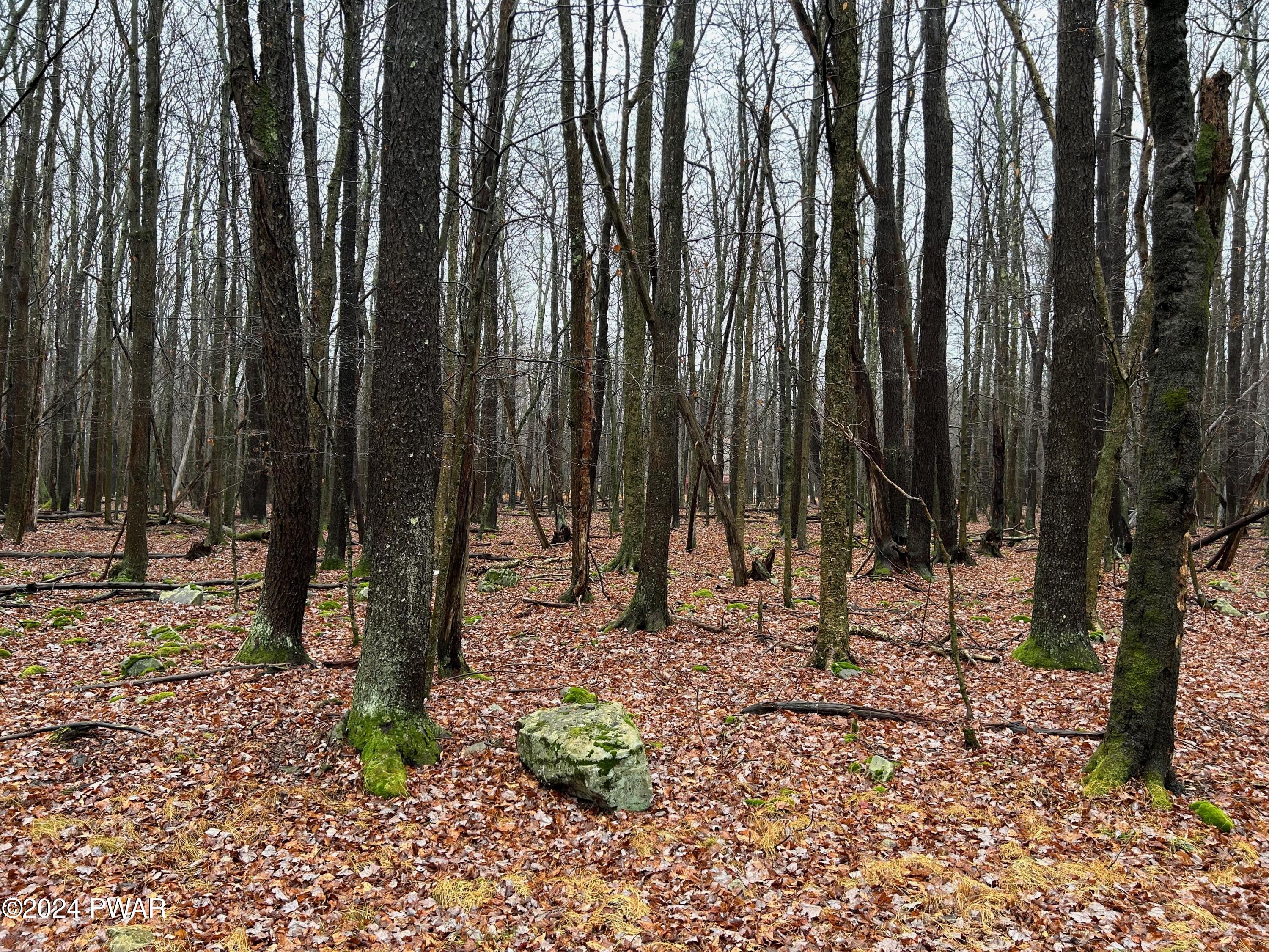 Lot 42 Beaver Run Road Newfoundland, PA 18445 - Photo 4 of 12
