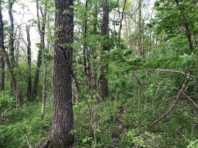 0 Drift Run Road Mount Olivet, KY 41064 - Photo 20 of 30 Gallery Image 20