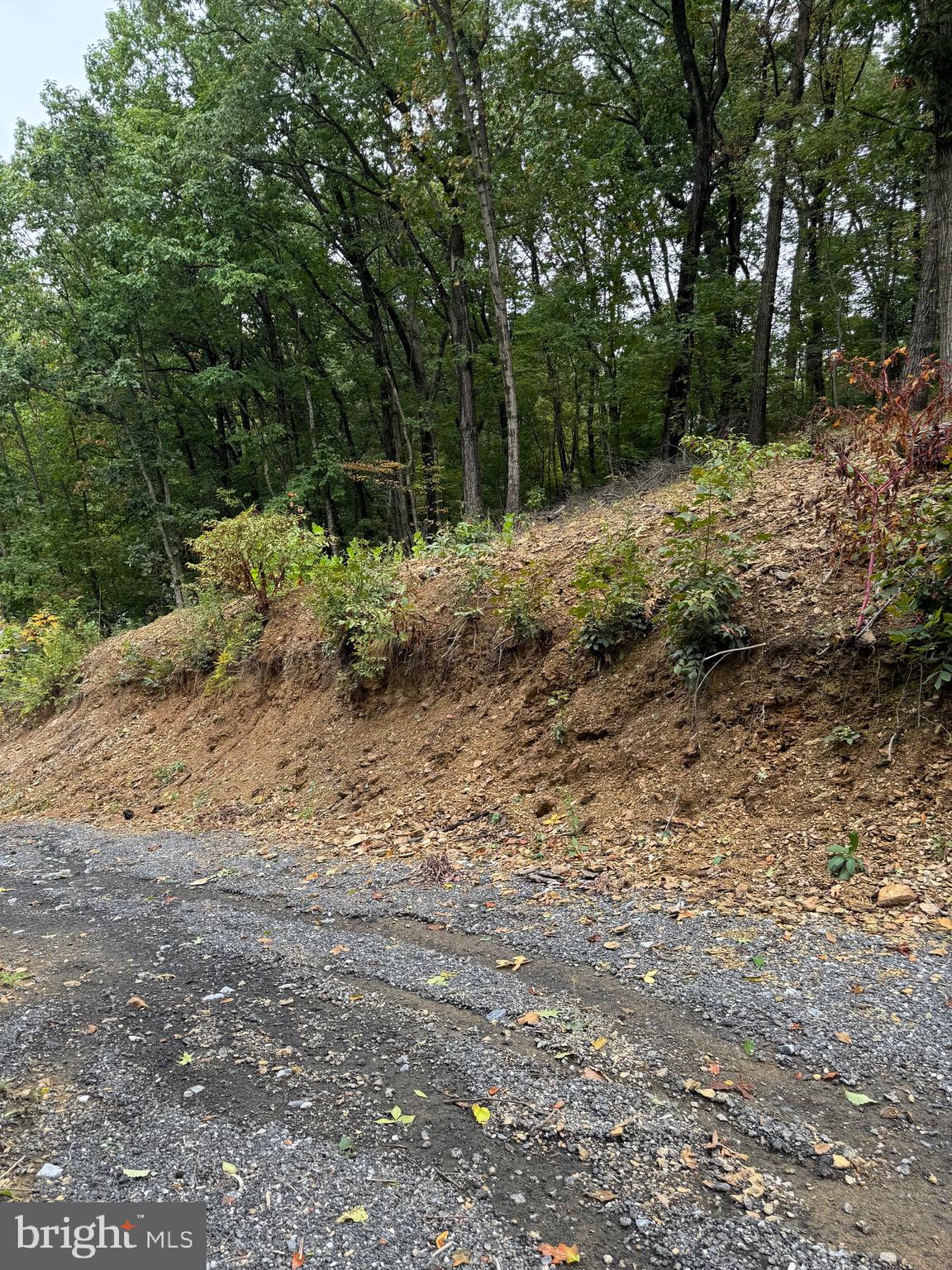 1099 Dowhower Road Harrisburg, PA 17111 - Photo 12 of 19 a view of a forest filled with trees