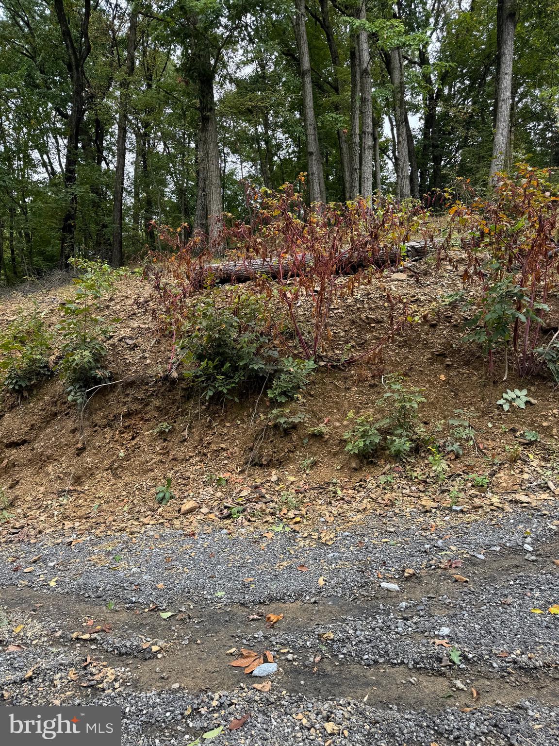 1099 Dowhower Road Harrisburg, PA 17111 - Photo 13 of 19 a view of a yard with plants and trees