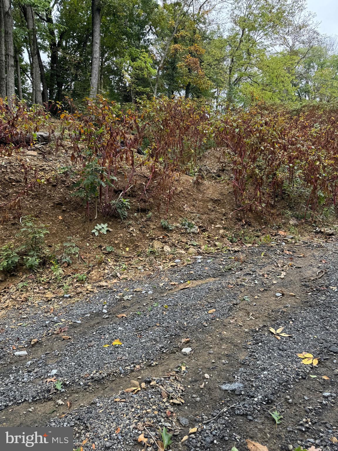 1099 Dowhower Road Harrisburg, PA 17111 - Photo 14 of 19 a view of a yard with plants and trees