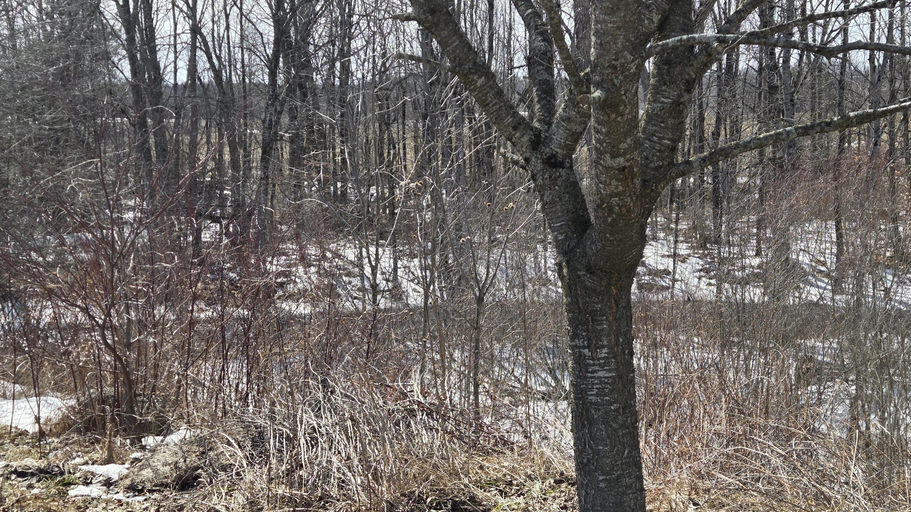 508 Horseback Road Clinton, ME 04927 - Photo 36 of 36 20260313_134518