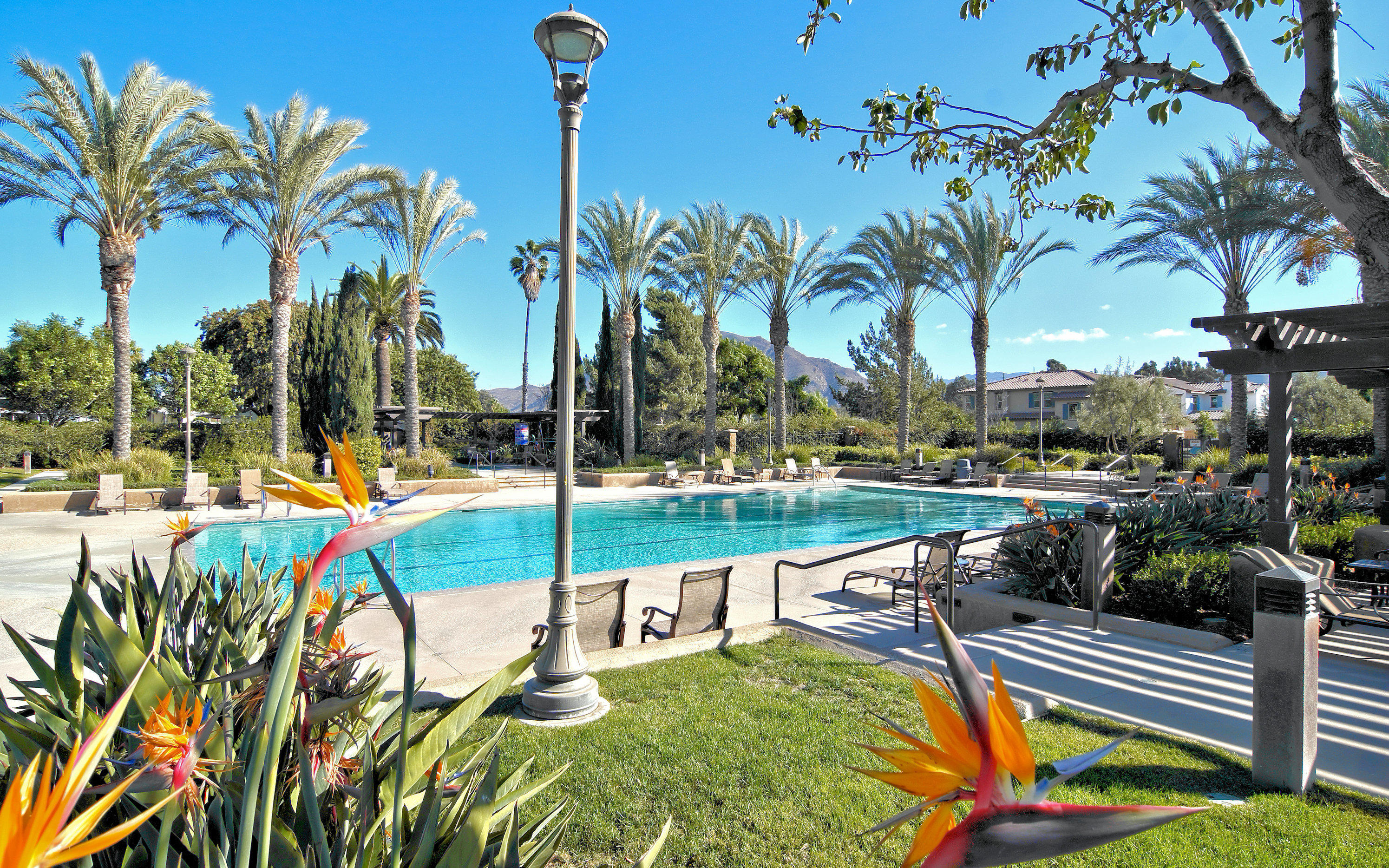 3064 White Rock Road Camarillo, CA 93012 - Photo 39 of 47 a view of a swimming pool with a patio and palm trees