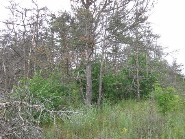 117 County Line Road Northeast Mancelona, MI 49659 - Photo 11 of 27 1787192-10.JPG