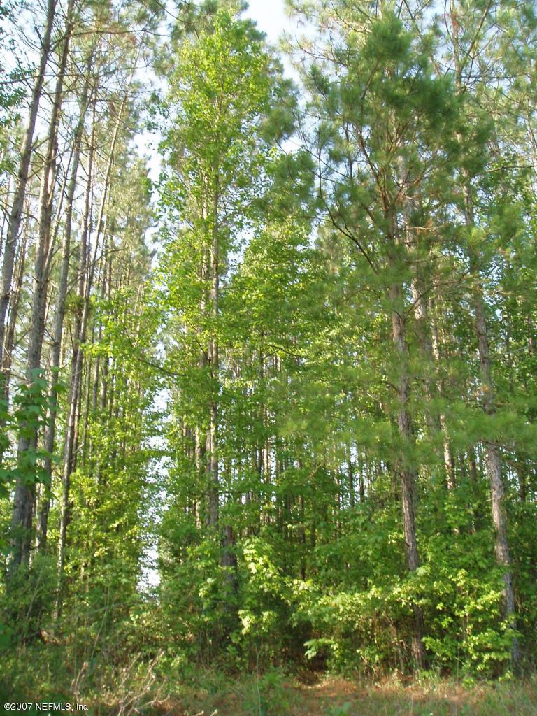 Sw Southwest 100th Place Lake Butler, FL 32054 - Photo 4 of 4 Trees