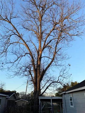 a view of tree outside of the house