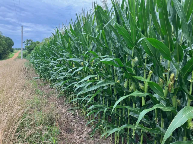 a view of banana tree