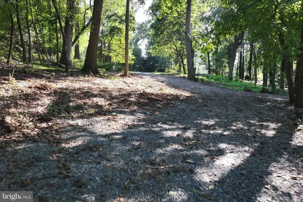 a view of a forest with trees