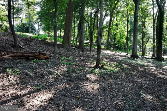 a view of a forest with trees in the background