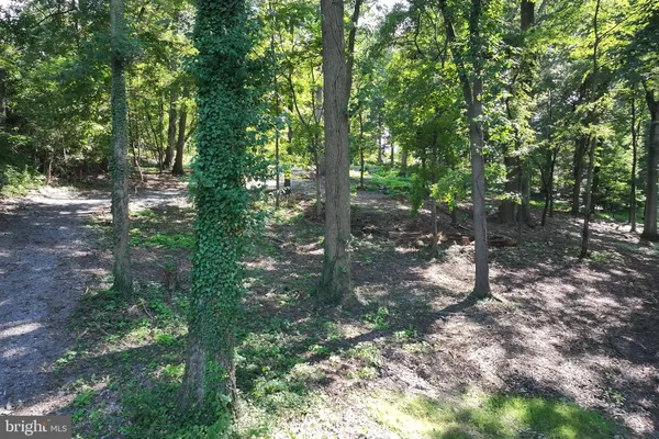 a view of forest