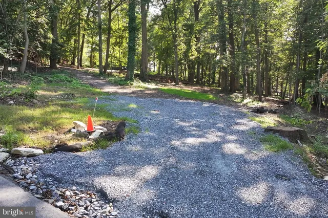 a view of a park with large trees