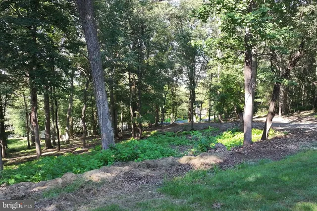 a view of a park with large trees