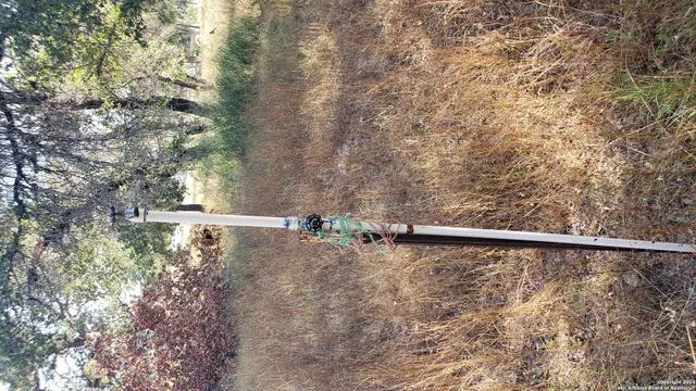 a view of a forest with a tree