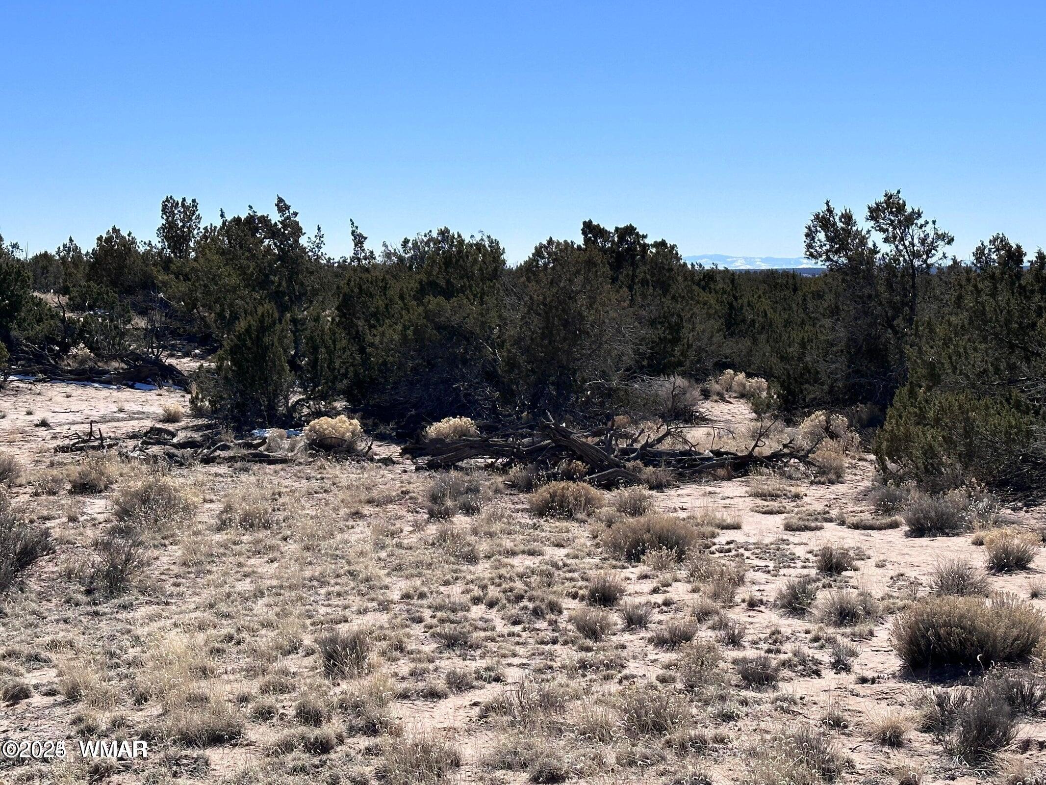 4 North B N N7411 Springerville, AZ 85938 - Photo 16 of 19 a view of a covered with trees in the background