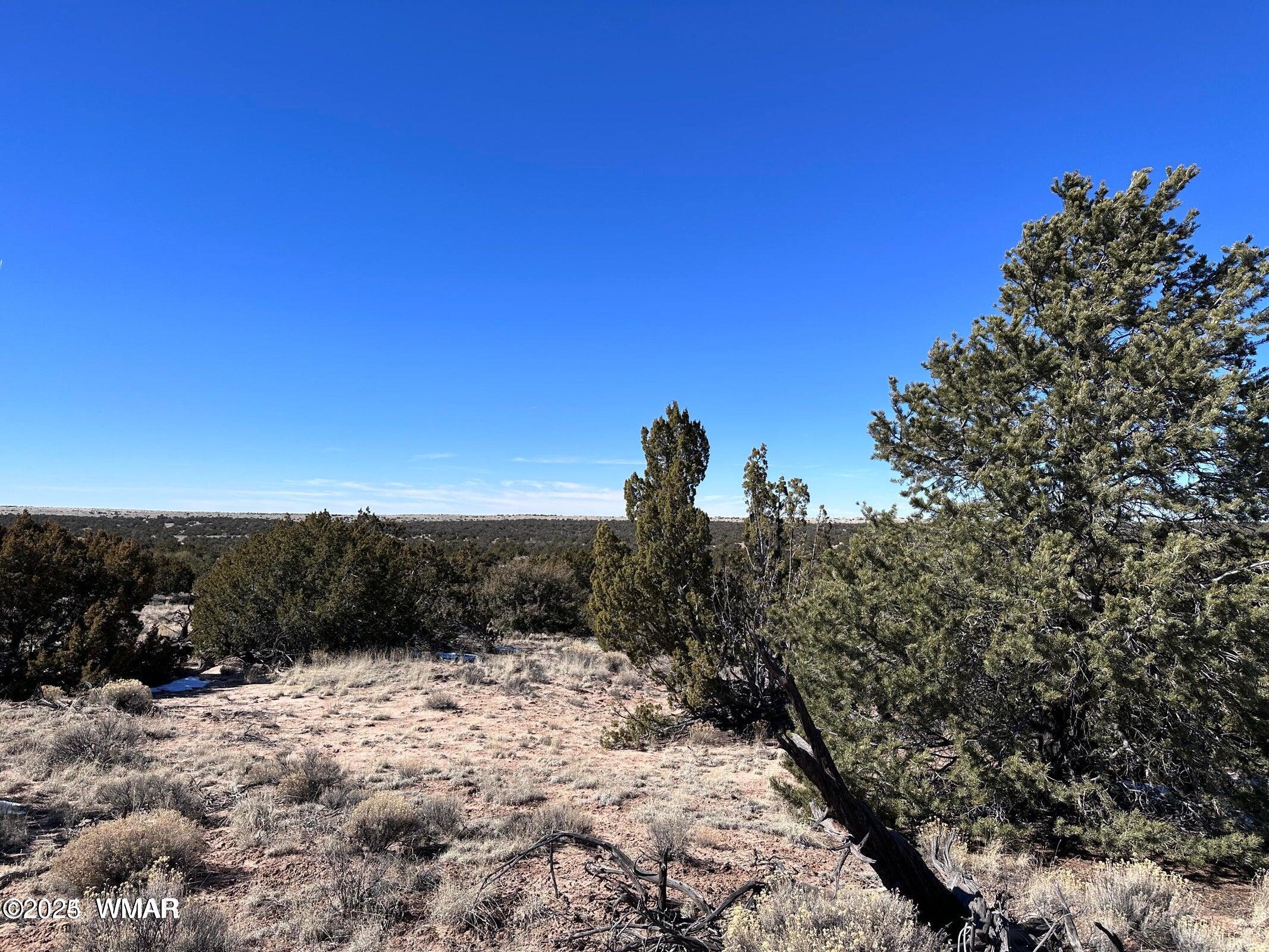 4 North B N N7411 Springerville, AZ 85938 - Photo 4 of 19 a view of a yard with a tree