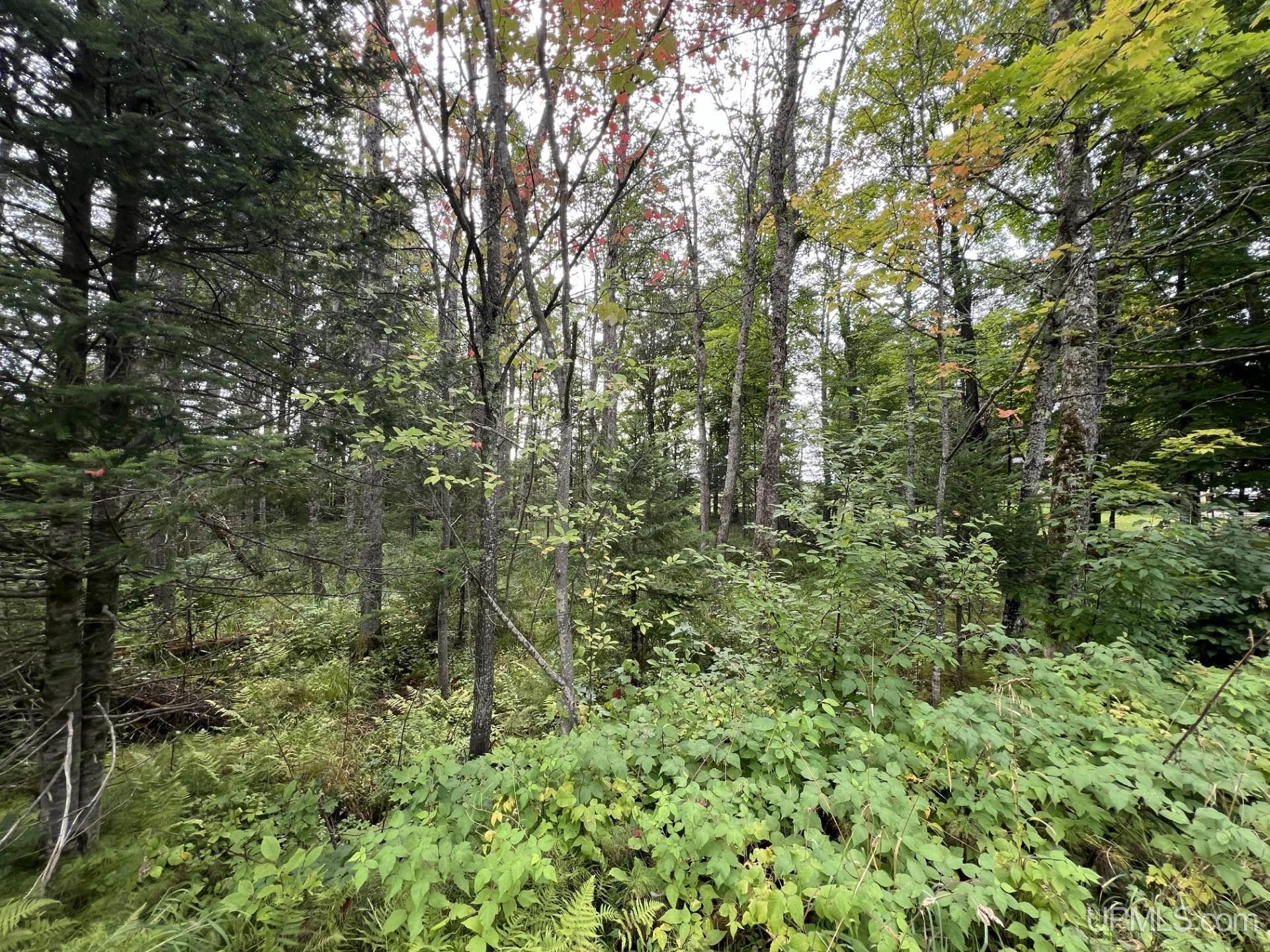 Tbd West Brule Lake Road Iron River, MI 49935 - Photo 1 of 4
