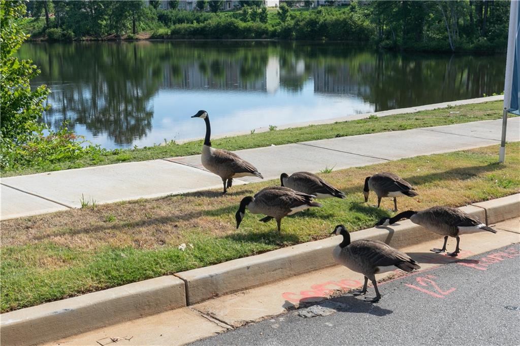 337 Brighton Bnd Lane Acworth, GA 30102 - Photo 42 of 83 a view of a lake with a yard and potted plants