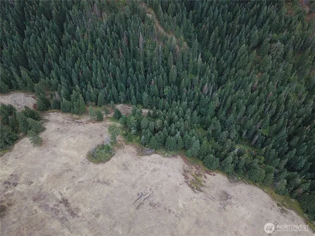 a view of a forest with a tree