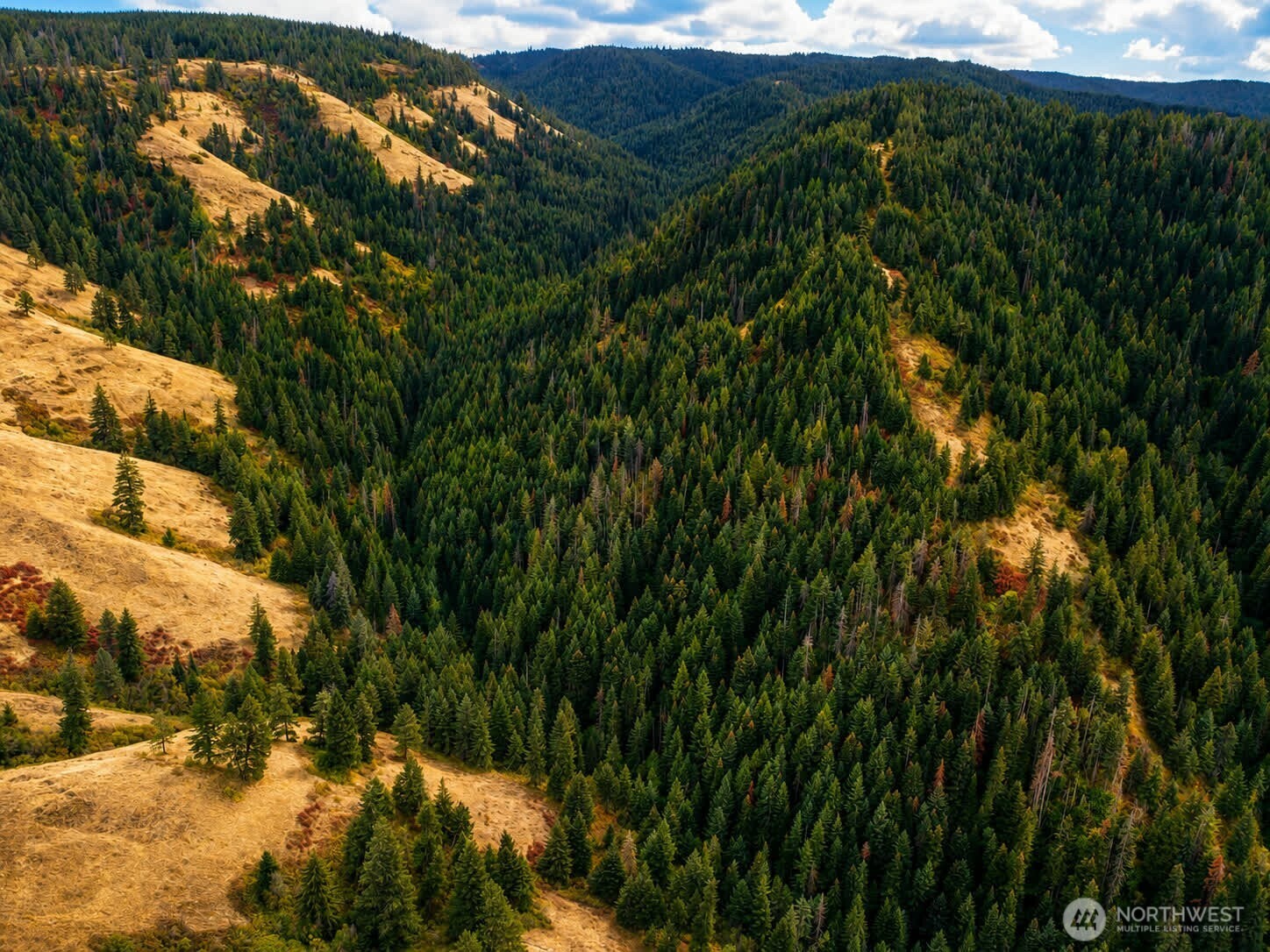 30 Acres Off Biscuit Ridge Waitsburg, WA 99361 - Photo 4 of 16 a view of a lush green forest