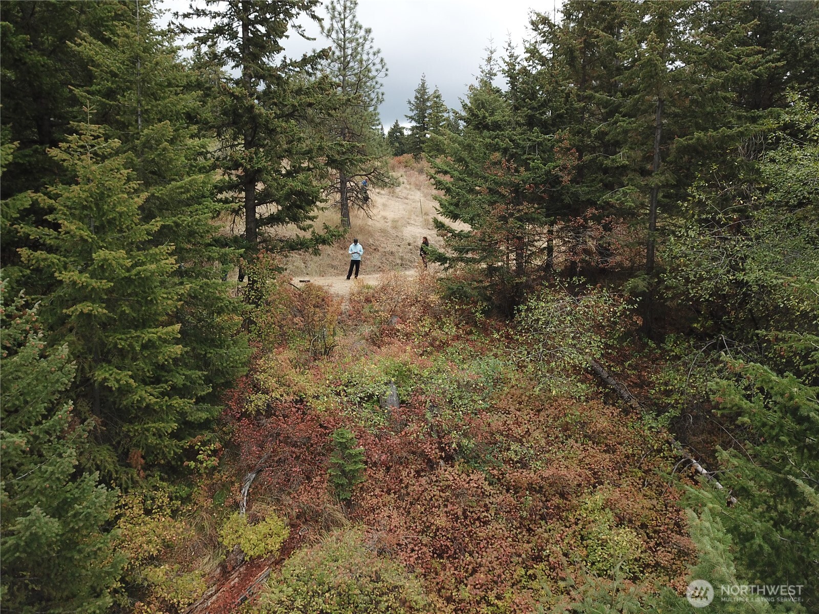 30 Acres Off Biscuit Ridge Waitsburg, WA 99361 - Photo 6 of 16 a view of a forest with a tree