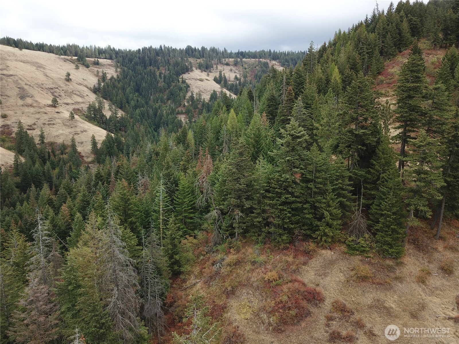 30 Acres Off Biscuit Ridge Waitsburg, WA 99361 - Photo 10 of 22 a view of a forest with a lake