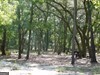 a view of a tree