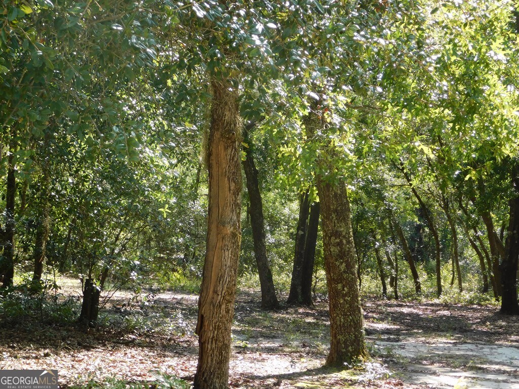 239 River Moss Road Reidsville, GA 30453 - Photo 5 of 5 a view of a forest with trees