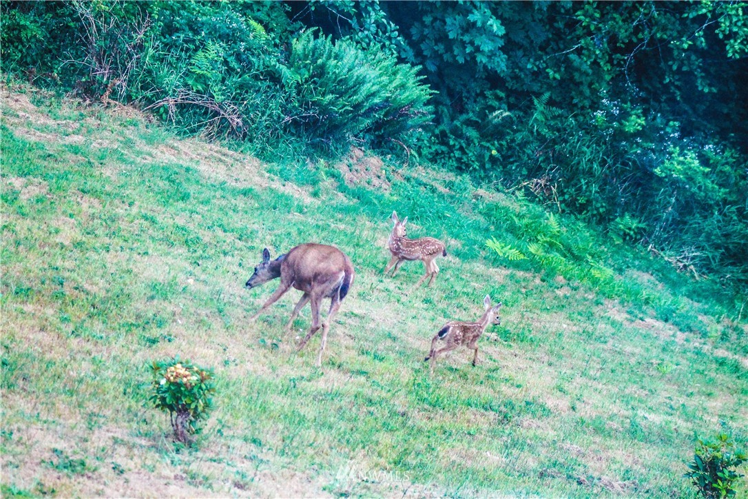 145 Richter Road Raymond, WA 98577 - Photo 20 of 24 Gallery Image 20
